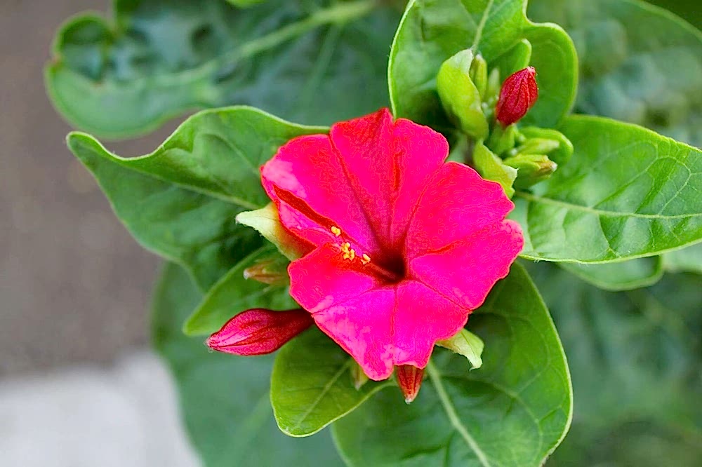 Akşam Sefası Çiçeği 