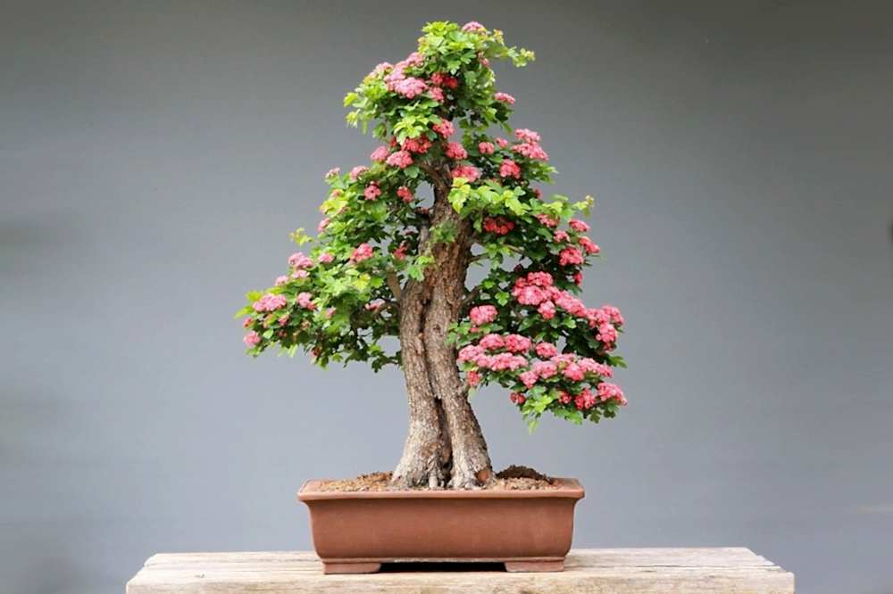bonsai, bonsai ağacı