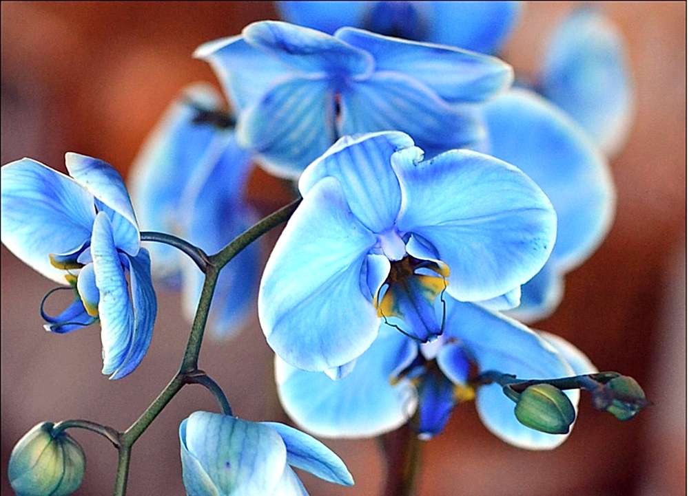 Mavi orkideler, mavi orkide bakımı, 