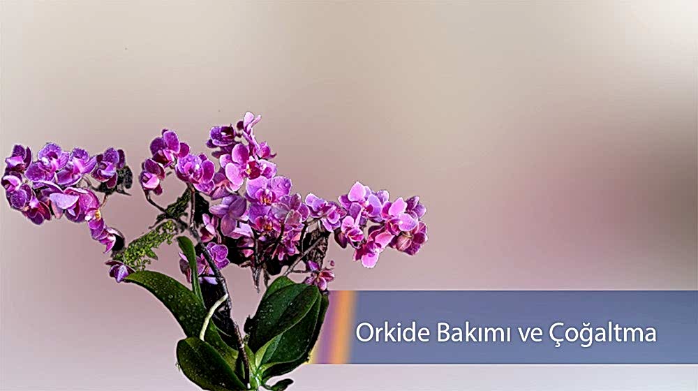 orkide bakımı
