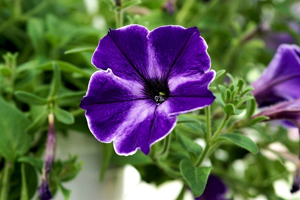 ​Petunya Çiçeği