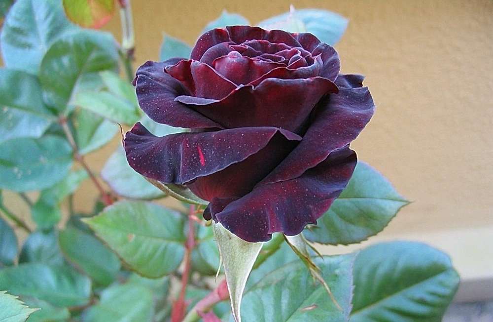 siyah gül fiyat, bakım